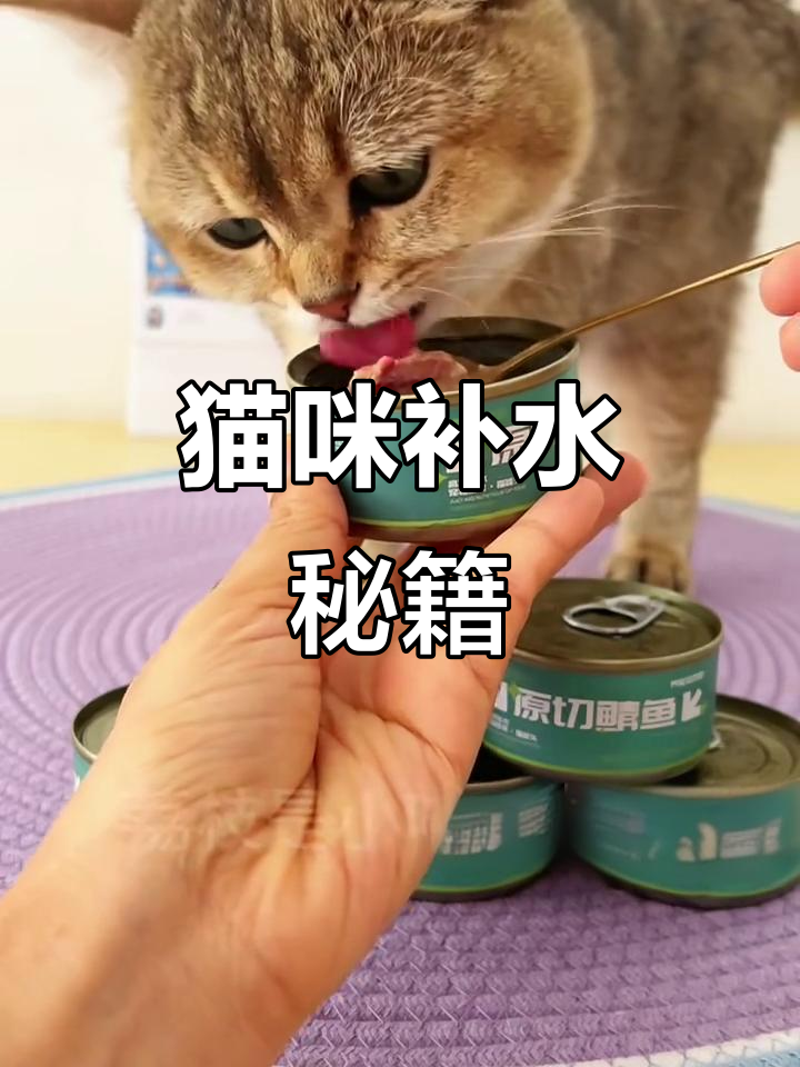 猫咪补水神器,鲭鱼高汤罐头让主子健康又快乐