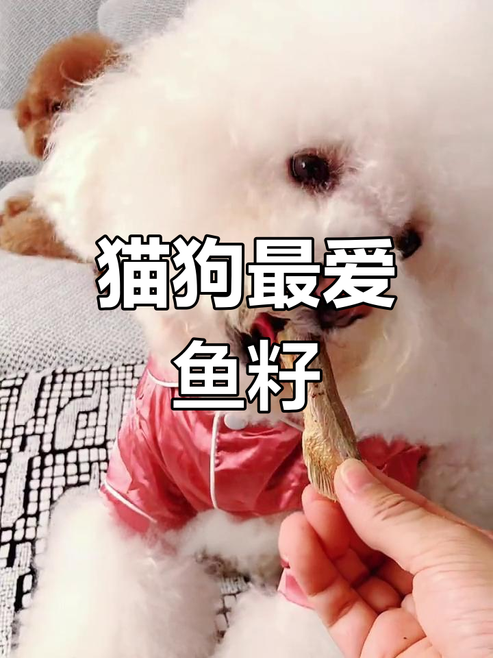 猫咪狗狗都爱吃的鱼籽零食