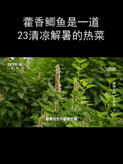 藿香鲫鱼是一道清凉解暑的热菜