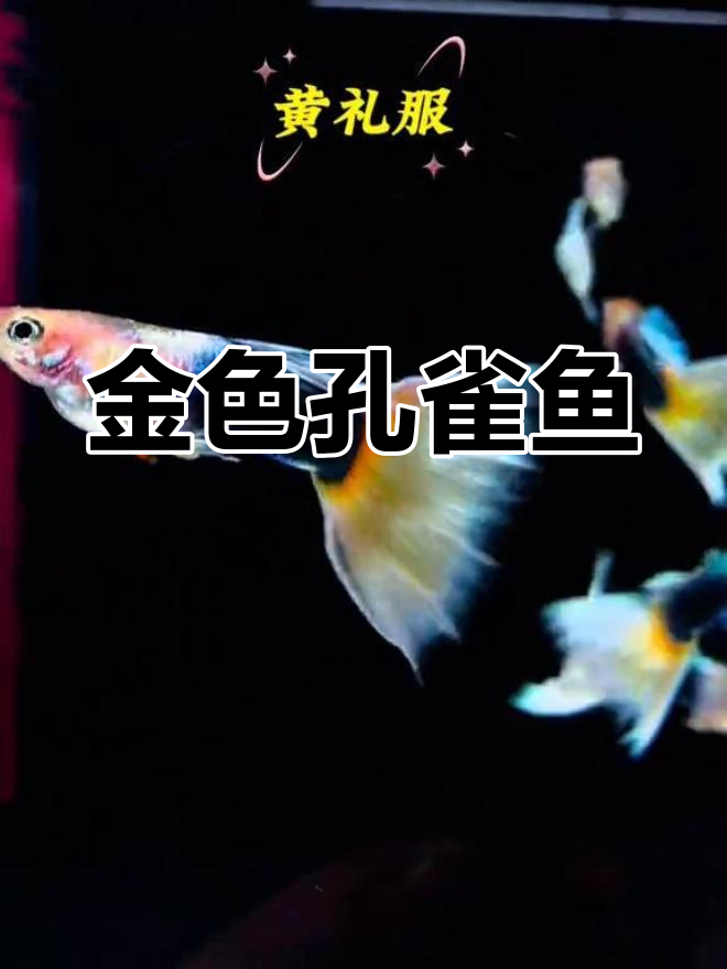 黄金孔雀鱼,优雅身姿与华丽礼服