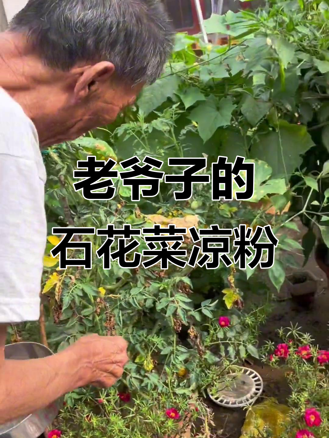 老爷子手艺:石花菜凉粉的独特制作技艺,竟然是这样完成的!
