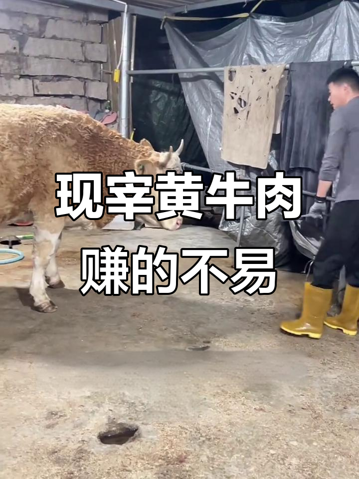农村生活不易,现宰黄牛肉带你体验真实风情