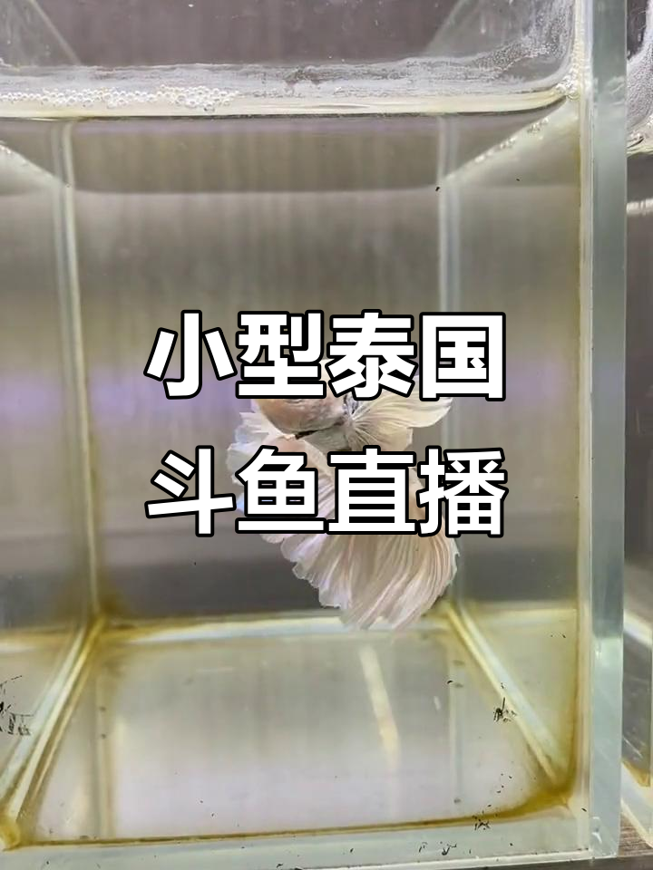 泰国斗鱼养殖基地揭秘，穿婚纱的热带小鱼萌态十足