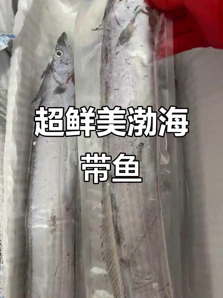 渤海湾野生带鱼,新鲜无冰,超美味!