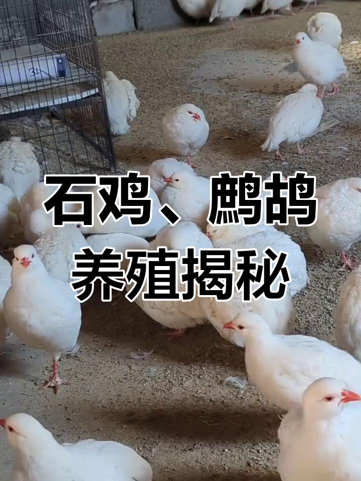 白化石鸡与山鹑的饲养技巧,了解鹧鸪的生活习性