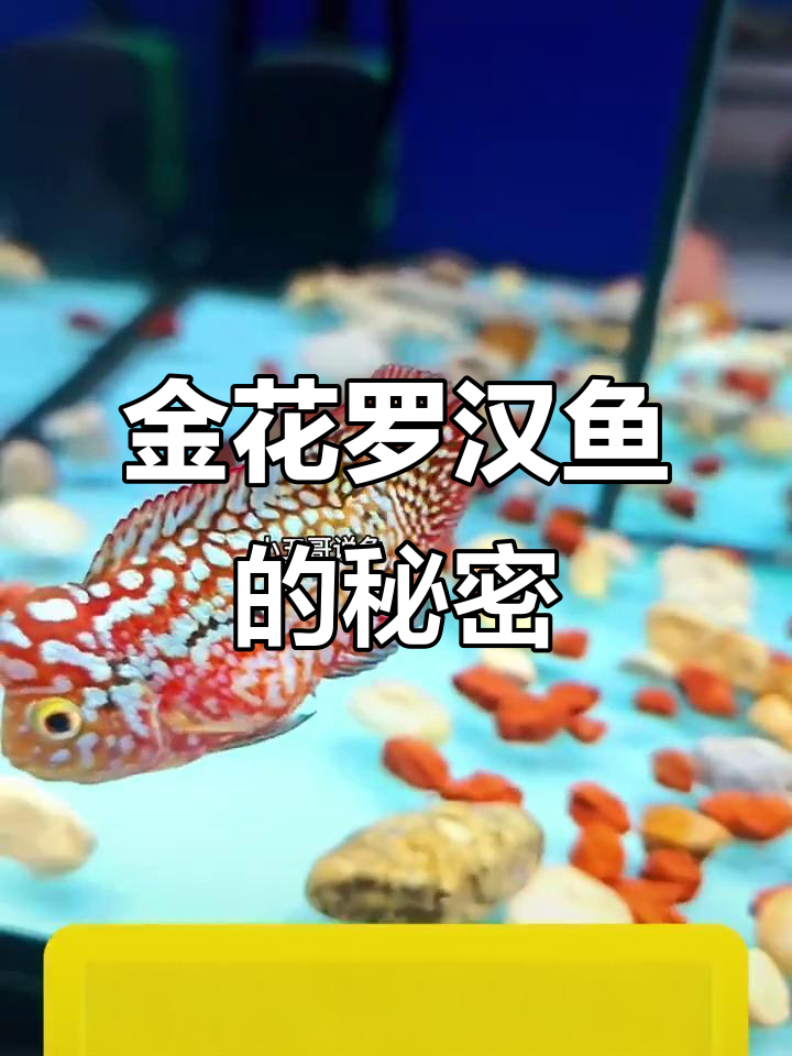 泰国金花罗汉鱼揭秘,神秘魅力大赏