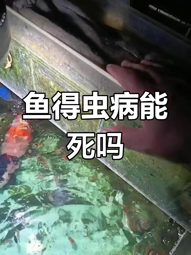 兰寿金鱼寄生虫感染会致命吗?