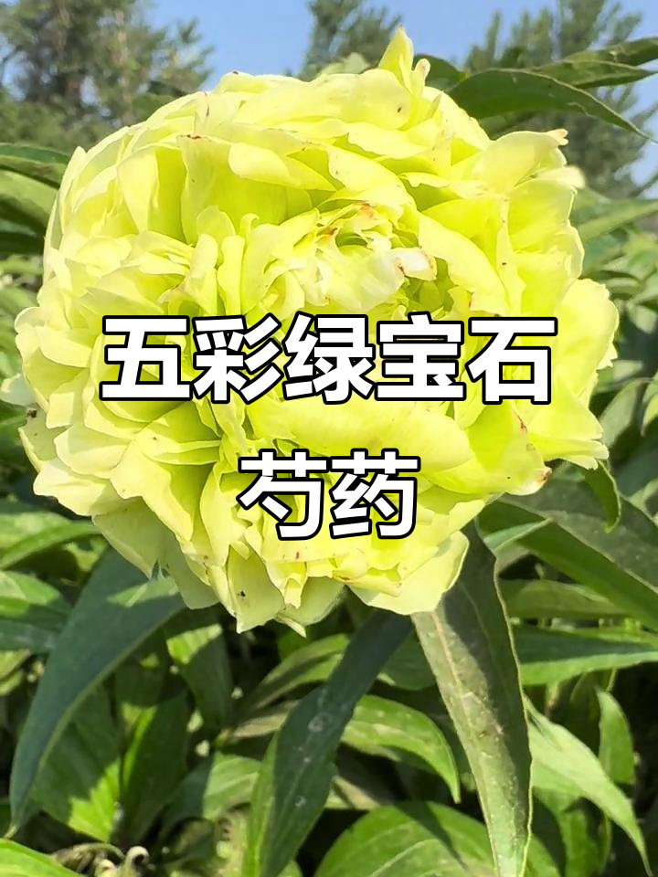 绿宝石芍药:五种颜色变幻莫测,美丽绽放全过程