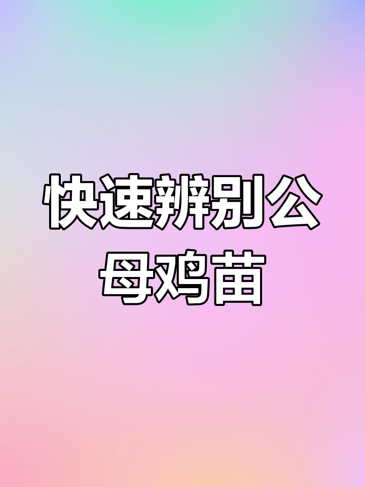 一秒学会分辨公母鸡苗,准确率高达95%
