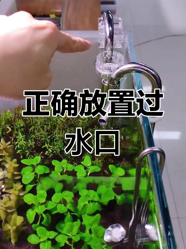 水草缸过滤桶进出水口摆放技巧,避免死水区域