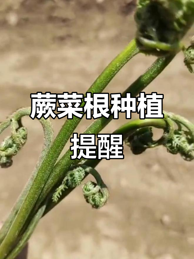 10月25日蕨菜根种植,提前通知我!