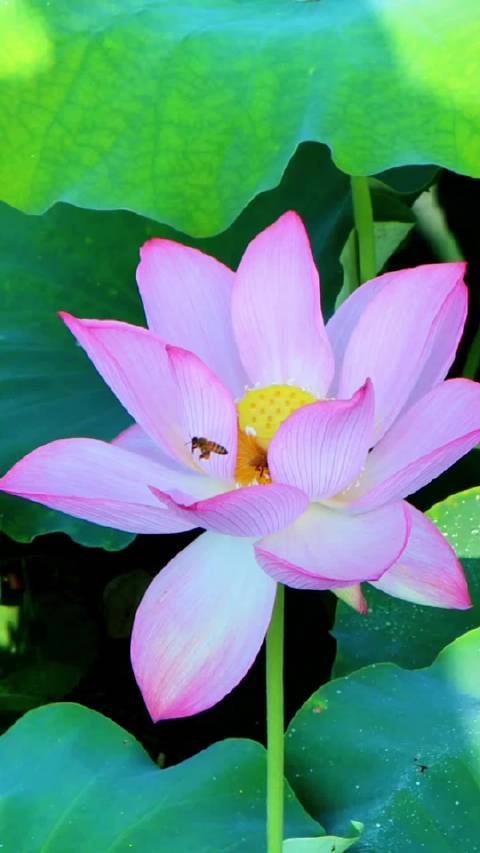 「二十四节气·夏至」大美江西 夏至,是二十四节气的第10个节气。夏至这天,一年当中白昼时间