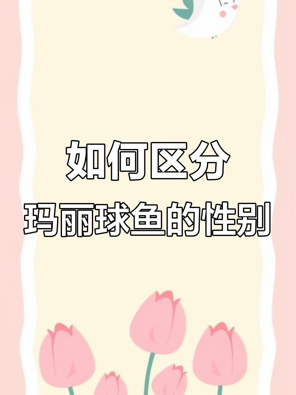 玛丽球鱼公母怎么分辨？网友来解答！