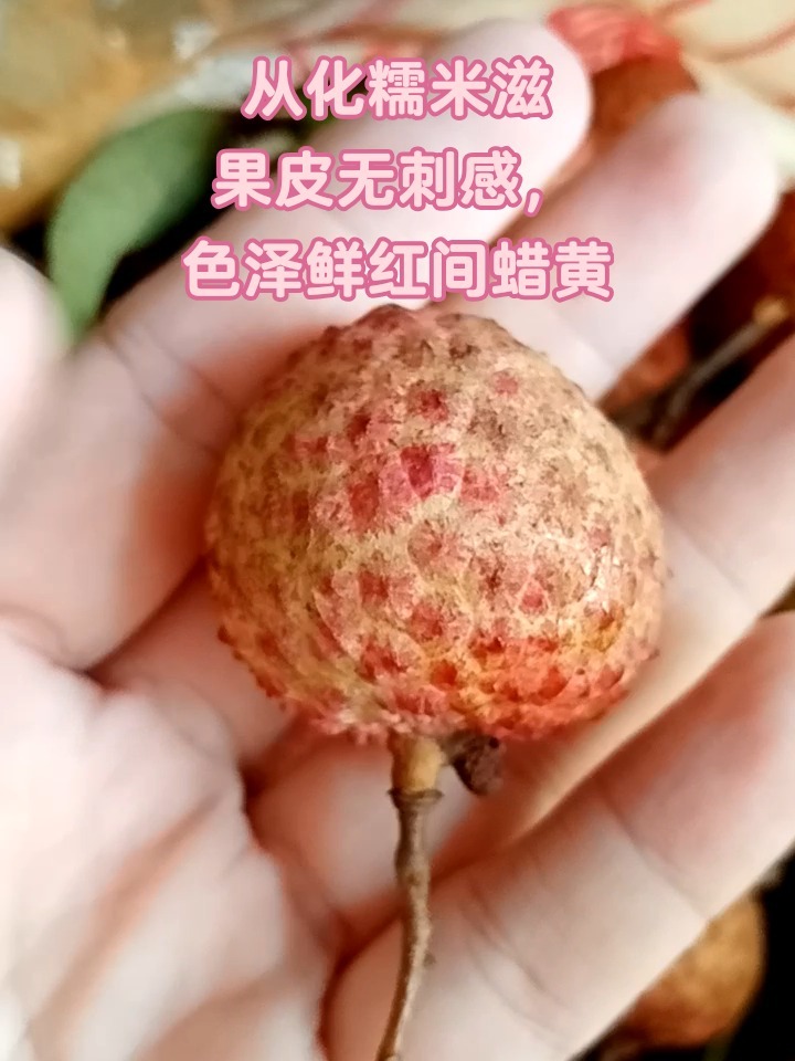 桂味和糯米糍荔枝的最简单的辨别