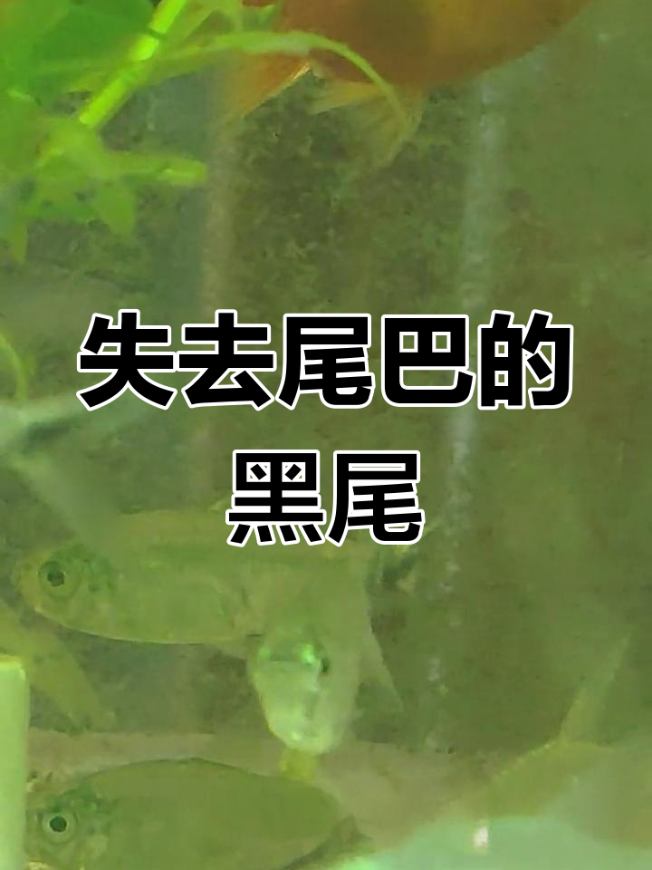 黑尾鱼遭霍霍,尾巴全无