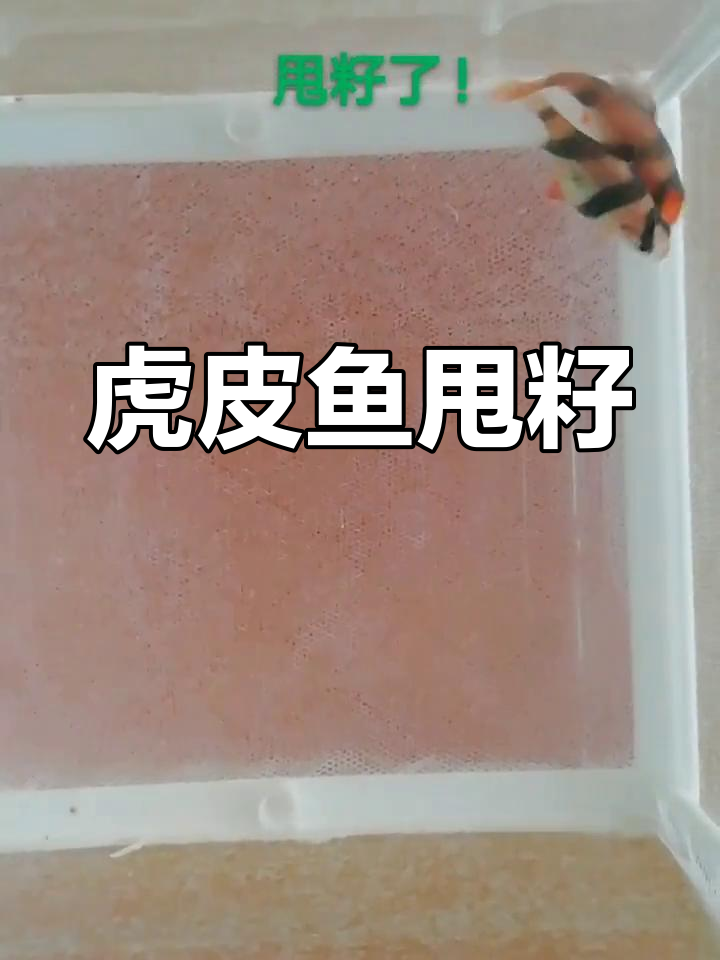 虎皮鱼产卵繁殖