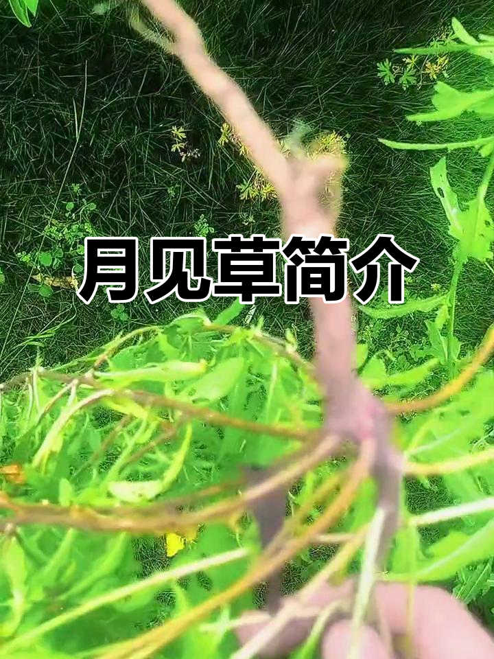 裂叶月见草,一年生草本植物,柳叶菜科成员