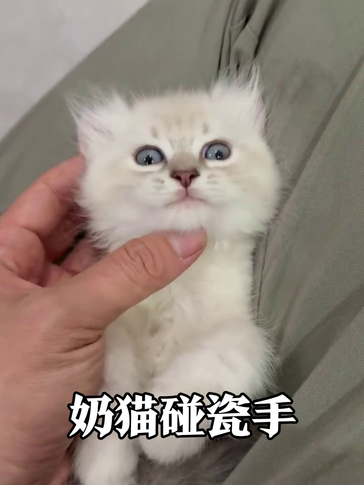 小奶猫被摸下巴秒变表情包,蓝眼睛萌到心化!