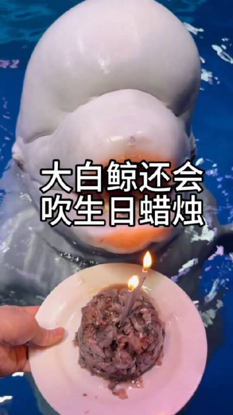 大白鲸还会吹生日蜡烛 辽宁大连,海洋馆饲养员为大白鲸过生日,没想到聪明的白鲸还会吹蜡烛,太