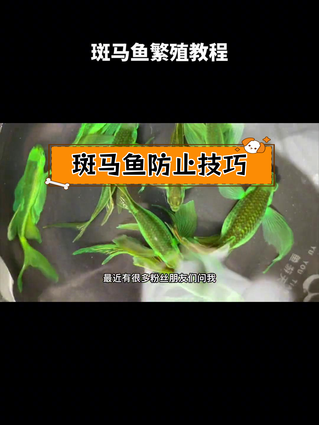 暗夜绿斑马鱼繁殖全纪录:如何防止种鱼吃卵