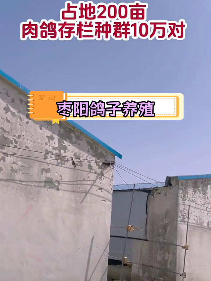 湖北枣阳鸽子养殖场,肉鸽种鸽一应俱全