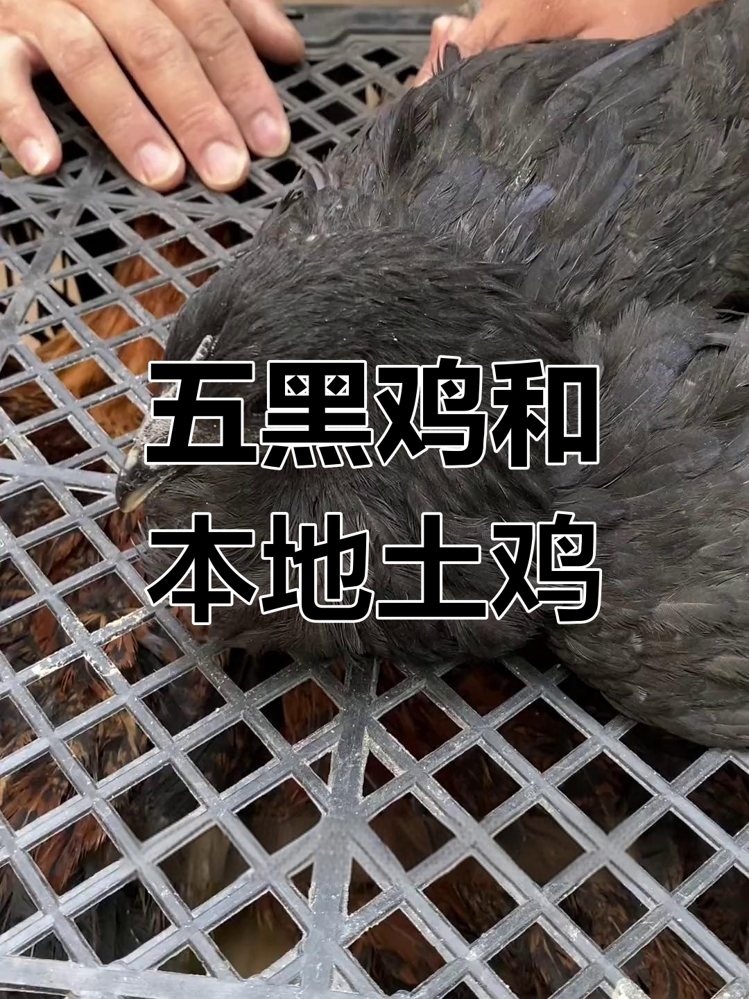 云南本地土鸡与五黑鸡,哪种更受欢迎?
