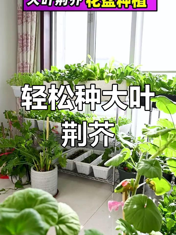 大叶荆芥种植全攻略:从土壤消毒到幼苗管理