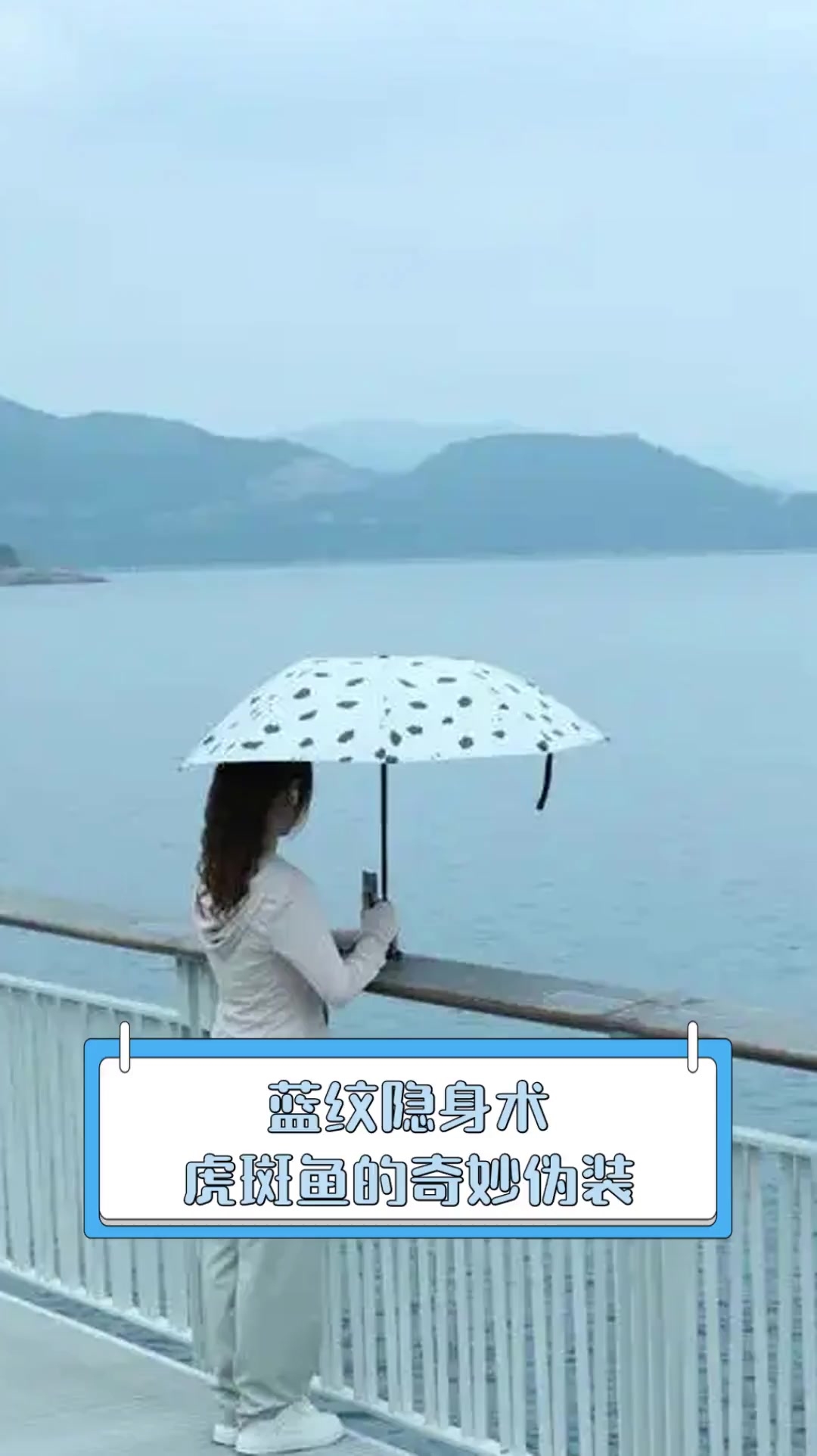 蓝纹隐身术,虎斑鱼的奇妙伪装