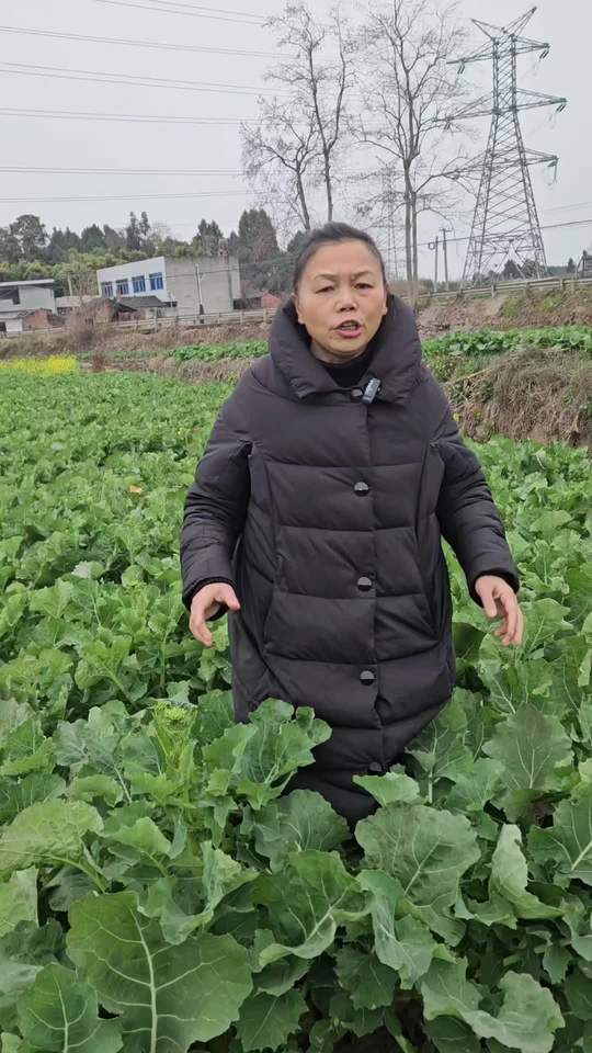 油菜菌核病防治正当时，助农民种高产油菜