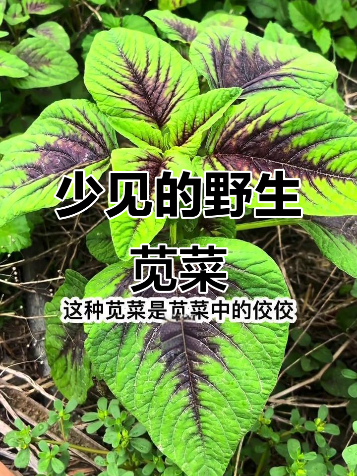 野生苋菜变少了，这种燕来红你见过吗？