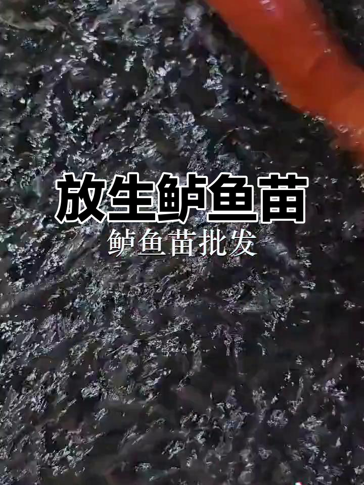 深圳罗湖与惠州宝口鱼苗场合作,放生鲈鱼苗助力生态保护