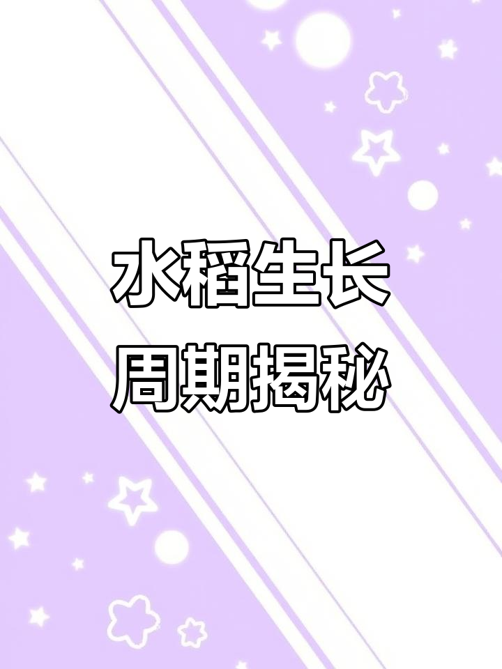 水稻种植技巧：从播种到晒田全程解析