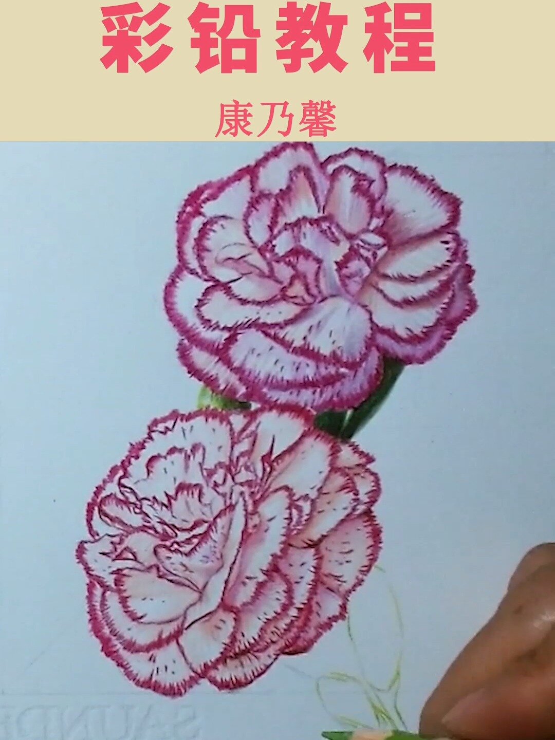 彩铅教程|教你画康乃馨,简单易懂