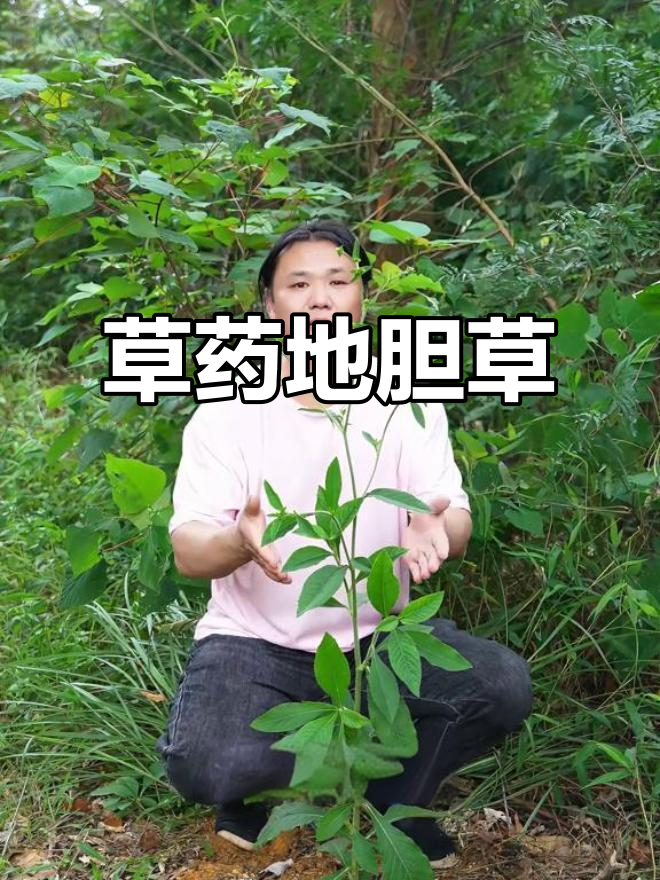 1977年发现:地胆草,清热解毒良药与蒲公英功效各异