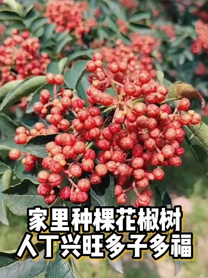 家里种颗大红袍花椒树有着人丁兴旺多子多福的美好寓意