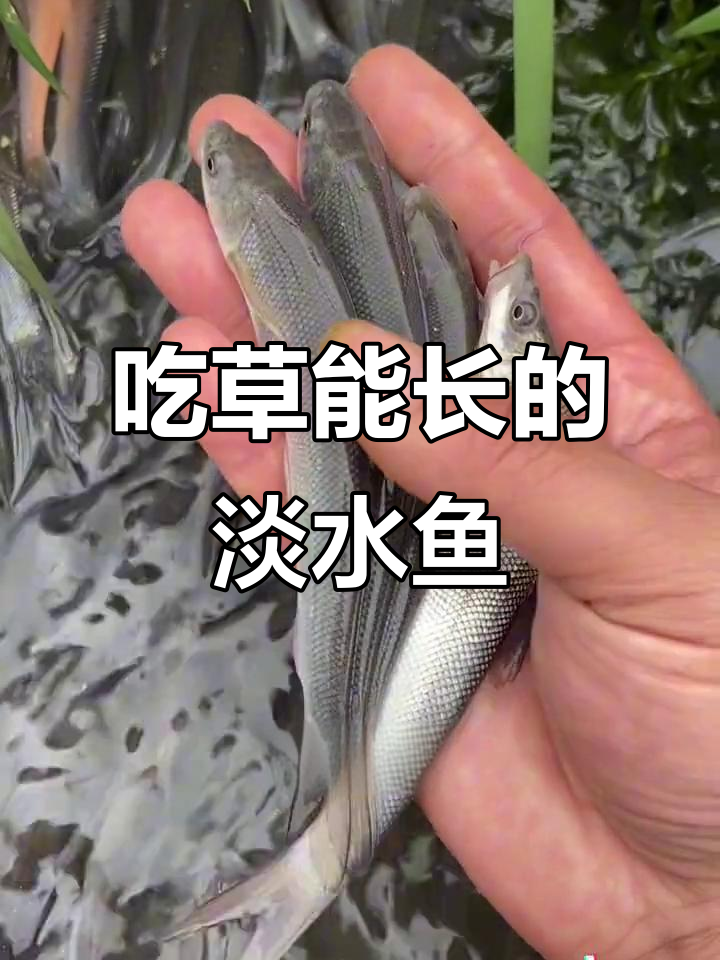 吃草也能长一米,淡水银鳕鱼养殖技巧揭秘