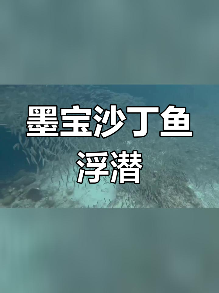 菲律宾墨宝沙丁鱼风暴,浮潜体验免费