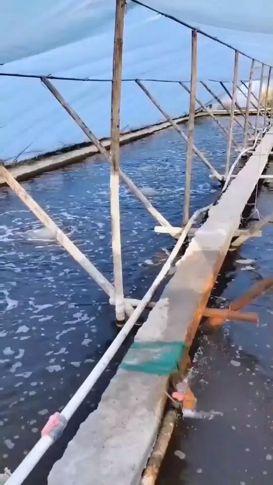 虹彩病毒附肢腐烂怎么防?水产9号+体表修复,附肢完整率提升!