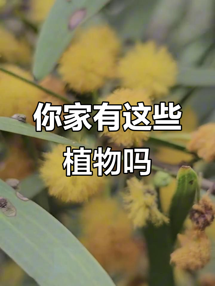认识这些家乡的草木,看看你见过几种?