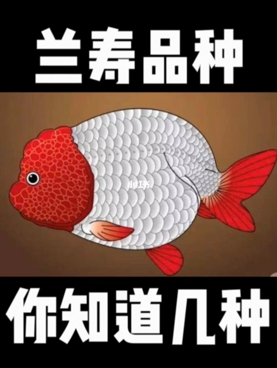 兰寿品种介绍