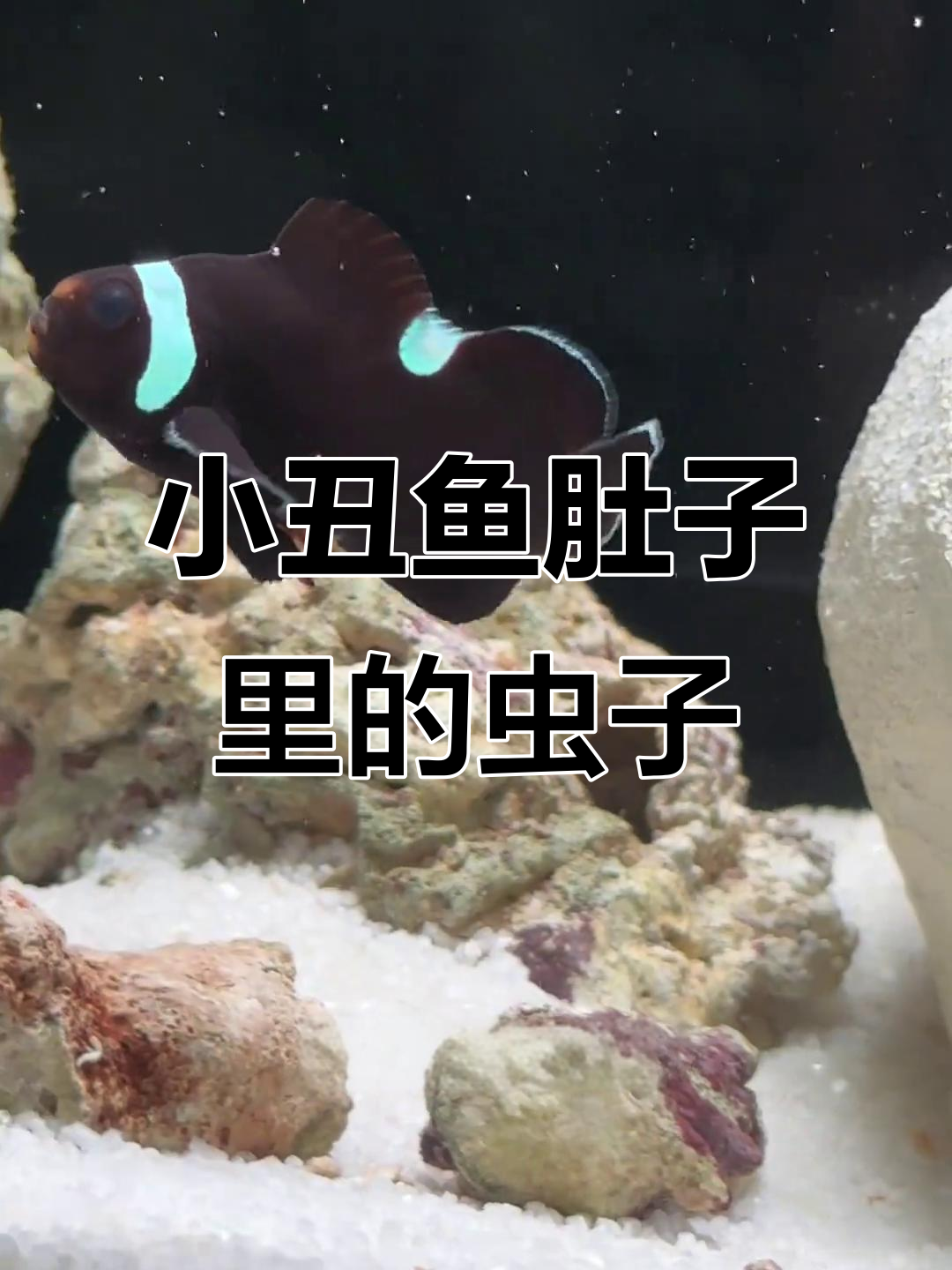 小丑鱼与鳗鱼的跨物种友谊,寄生虫危机能否化解?