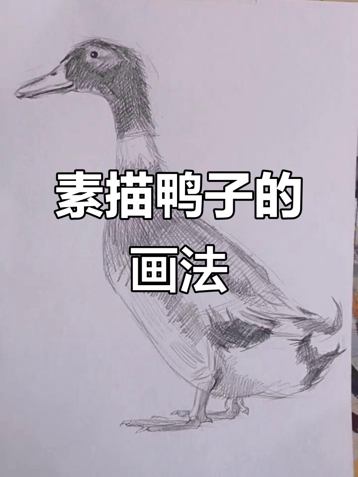 素描鸭子绘制技巧:整体局部法与光影处理