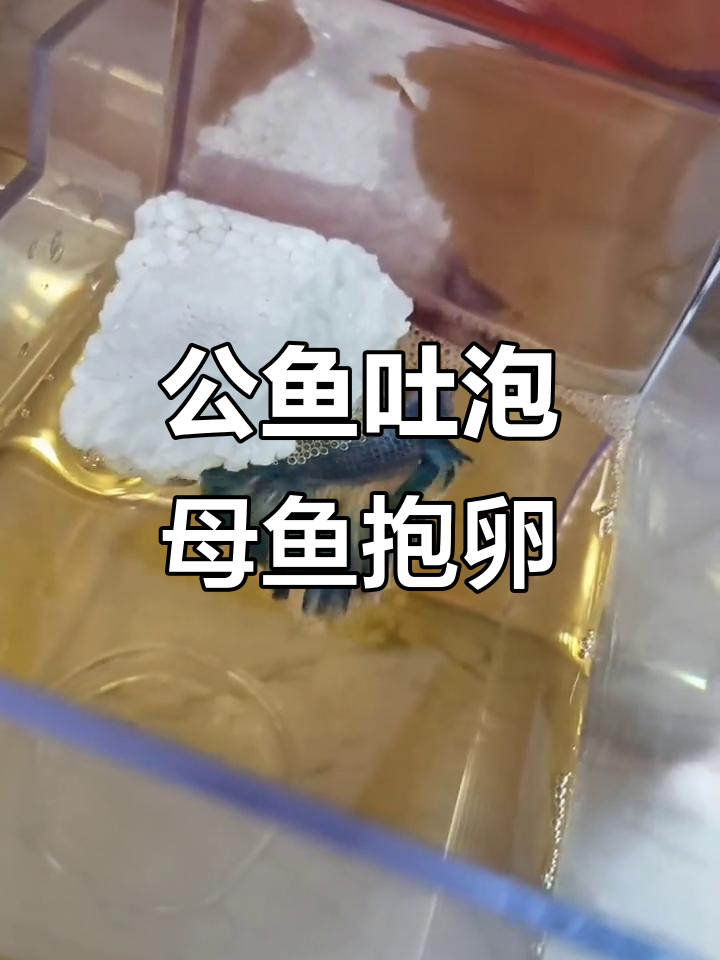 公鱼吐泡泡,母鱼抱卵了!斗鱼的繁殖信号解读