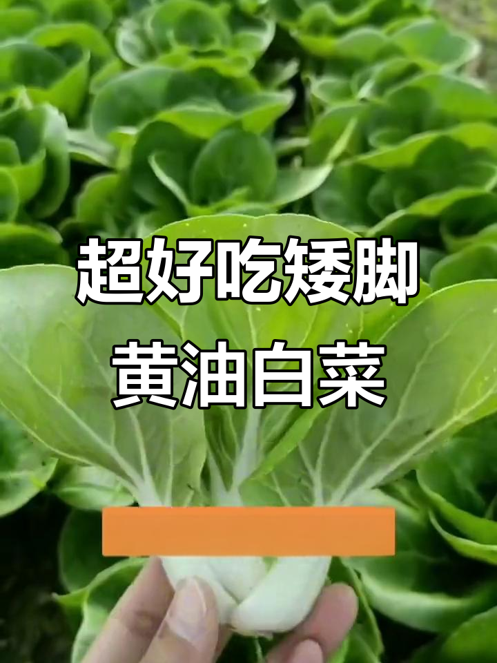 矮脚黄奶油白菜:鲜嫩多汁,炒菜做汤都超美味