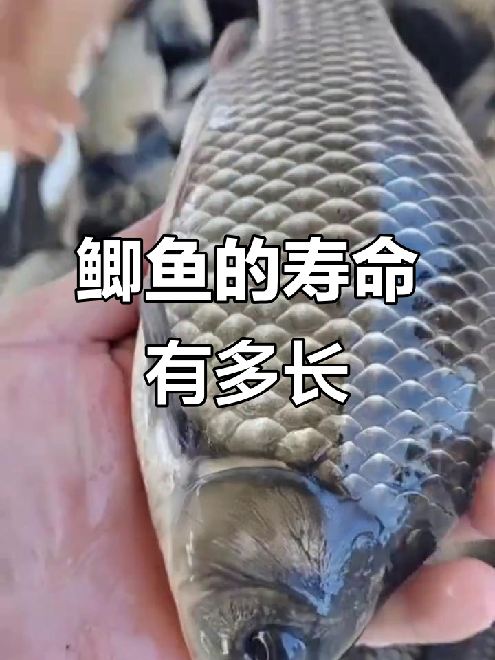 鲫鱼能活多久?了解它们的寿命和成长过程