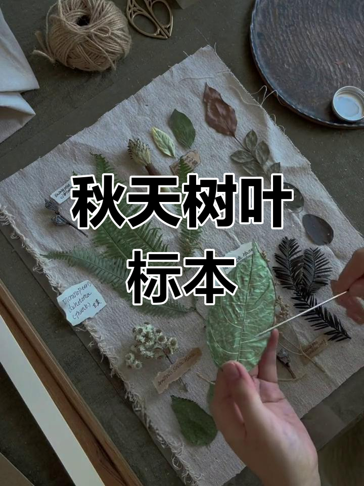 用秋叶制作植物标本画