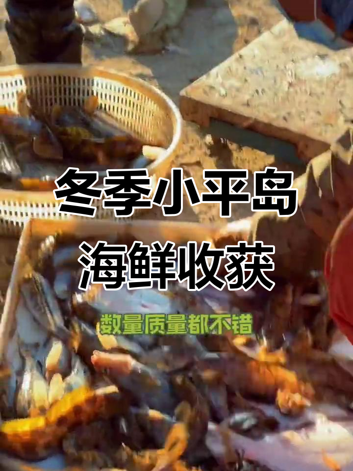 小平岛渔港冬日大丰收,海鲜品种丰富新鲜又实惠