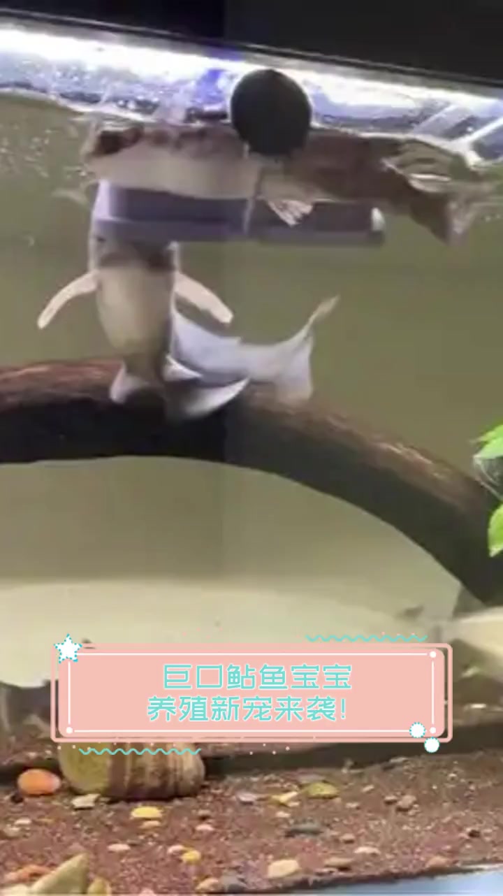 巨口鲇鱼宝宝,养殖新宠来袭!