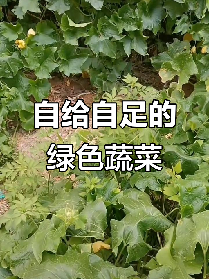 乡村生活,纯天然蔬菜种植的快乐与挑战