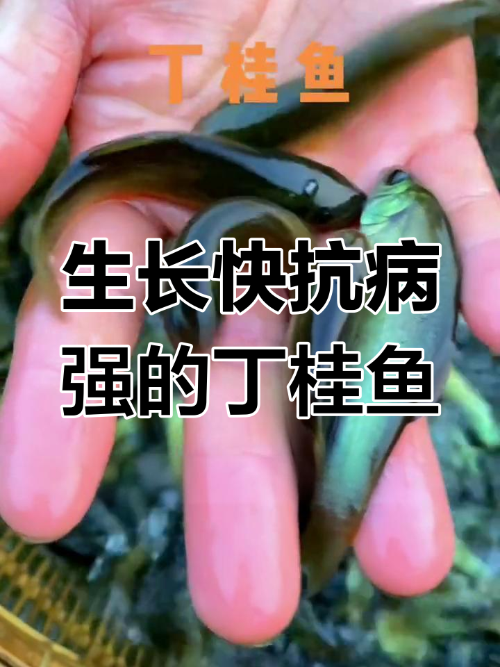 丁桂鱼:神奇的治愈系鱼类